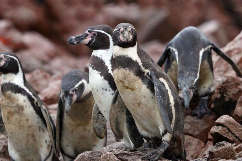 Paracas: Observation of Marine Fauna in Ballestas Islands - Candelabra Geoglyph Observation