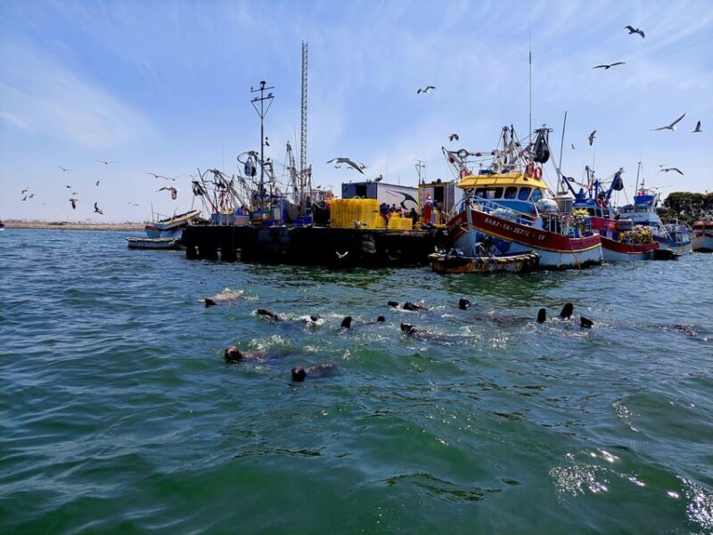 Paracas: Private Boat Tour to Ballestas Islands - Itinerary and Experience