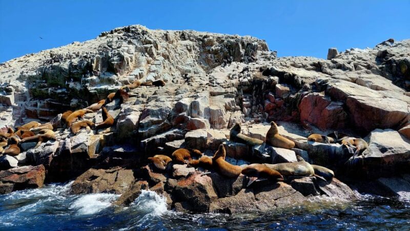 Paracas: Private Boat Tour to Ballestas Islands - Important Information