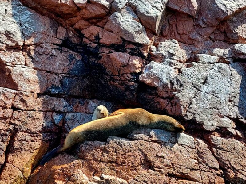 Paracas: Private Boat Tour to Ballestas Islands - What to Bring and Restrictions