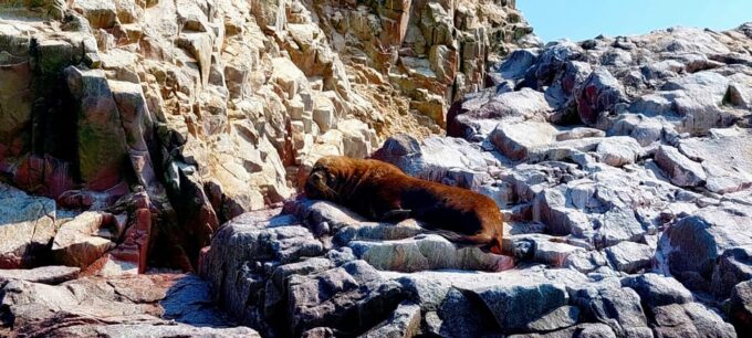 Paracas: Private Boat Tour to Ballestas Islands - Cancellation Policy