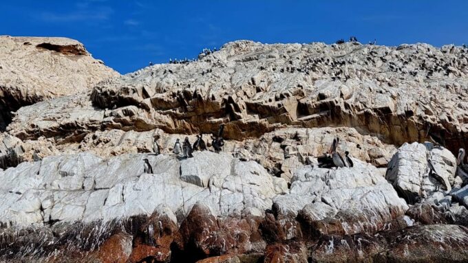 Paracas: Private Boat Tour to Ballestas Islands - Contact and Inquiries