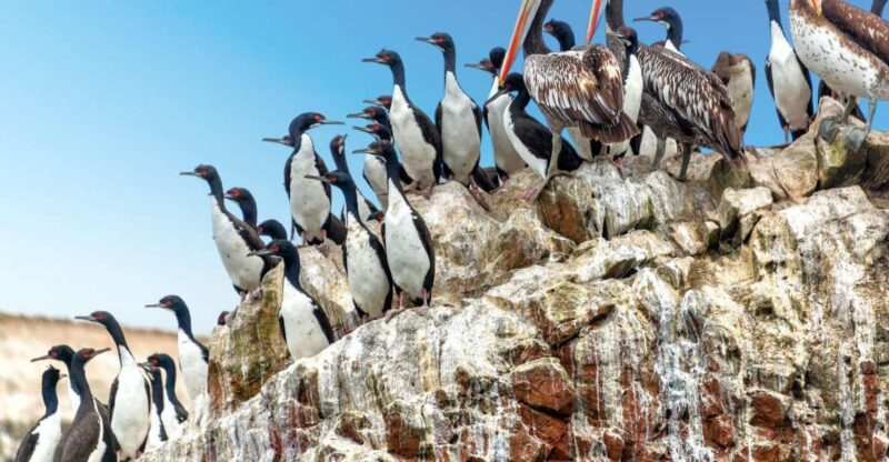 Paracas: Short Excursion to Ballestas Island | Sea Lions | - Frequently Asked Questions