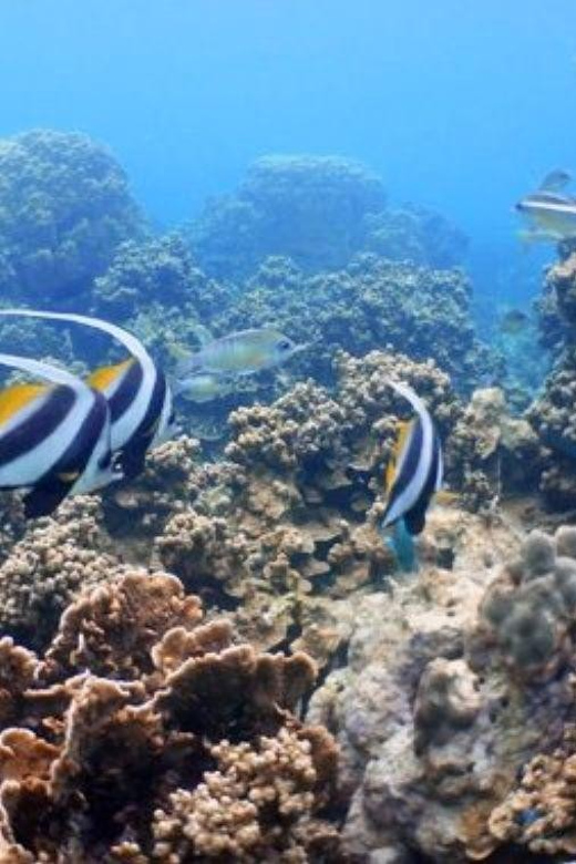 **Paradise Adventure: Escape to Koh Tao From Samui** - Key Points