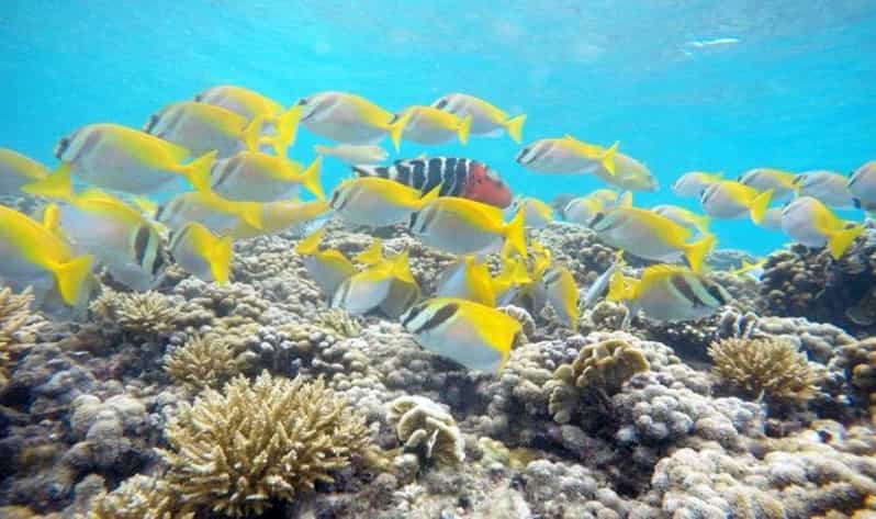 **Paradise Adventure: Escape to Koh Tao From Samui** - Duration and Price