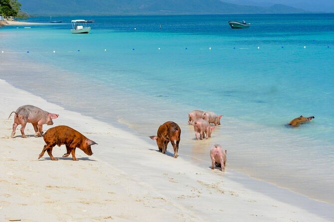 Paradise and Pigs Full Day Excursion From Puerto Plata With Lunch - About Your Stay