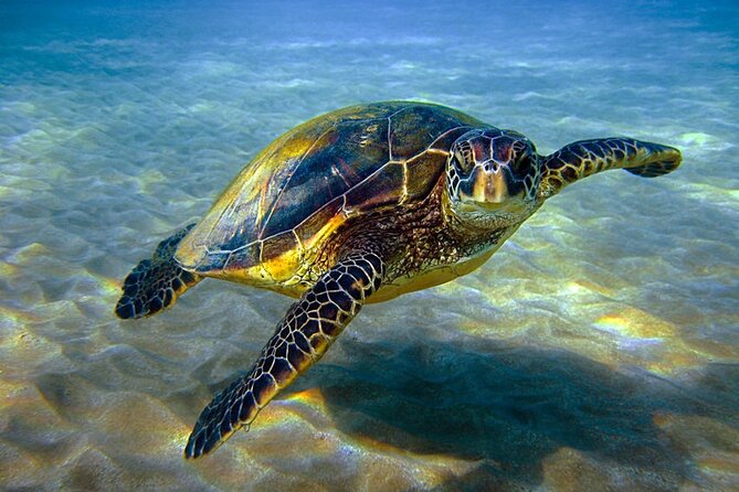 Paradise Catamaran Conquest 2 Hours Sea Trip&Snorkeling-Hurghada - Departure Times