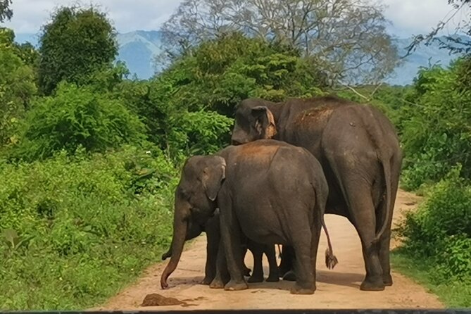 Paradise Ella/Arugambay Tourvisit or Without(Udawalawe/Yala)Tour - Pricing and Availability
