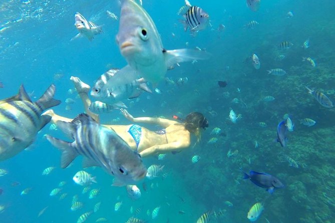 Paradise Island Puerto Plata - Traveler Reviews and Feedback