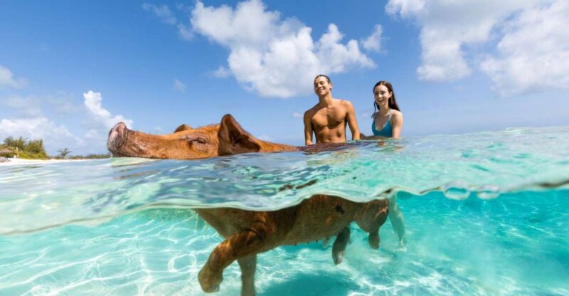 Paradise Island: Rose Island Tour With Swimming Pigs & Lunch - Transportation Options