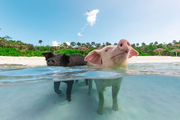 Paradise Island: Rose Island Tour With Swimming Pigs & Lunch - Important Considerations