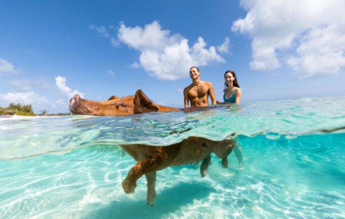Paradise Island: Rose Island Tour With Swimming Pigs & Lunch - Customer Feedback Highlights
