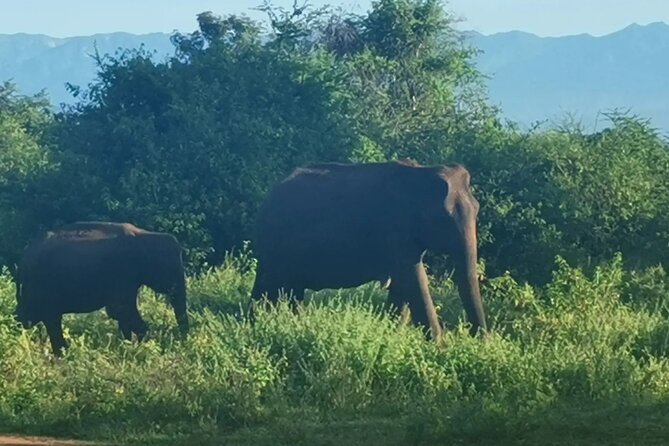 Paradise Udawalawe Safari Tours - Exploring Udawalawe National Park