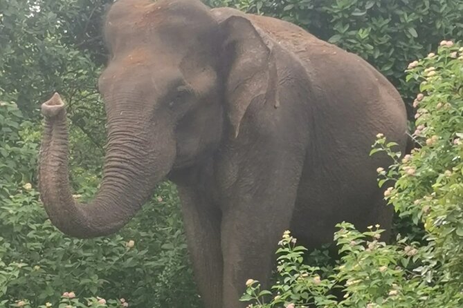 Paradise Udawalawe Safari Tours - Highlights of the Safari