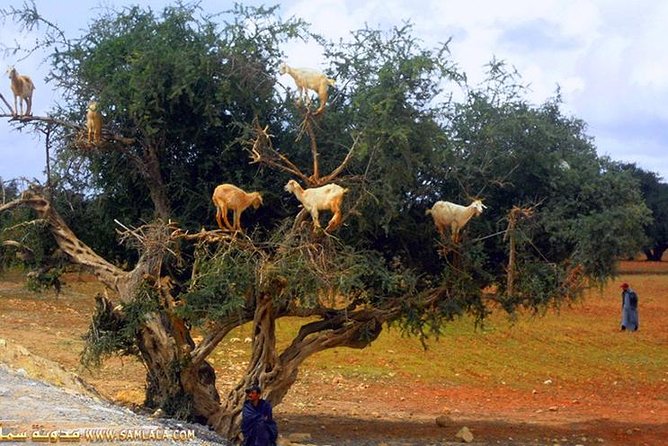 Paradise Valley Excursion - Tour Details