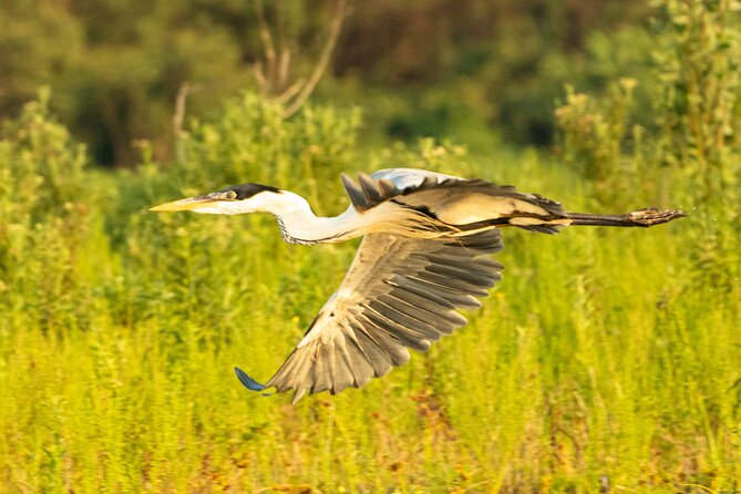 Paraguay River Nature and Wildlife Boat Tour From Asunción - Tour Overview and Highlights
