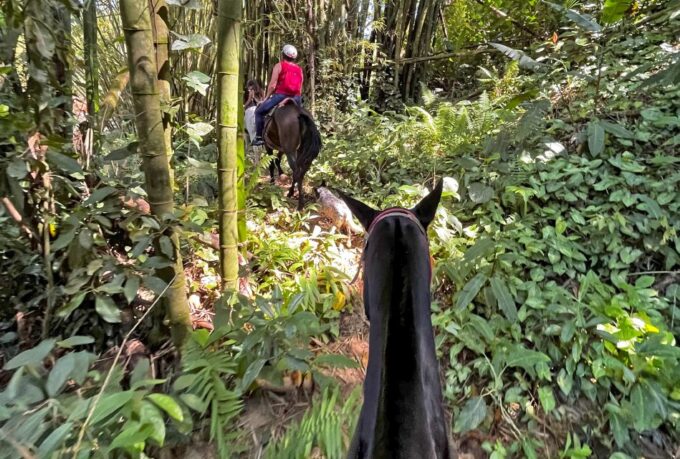 Paraty: 3-Hour Rainforest Horseback Ride - Completing the Horseback Adventure