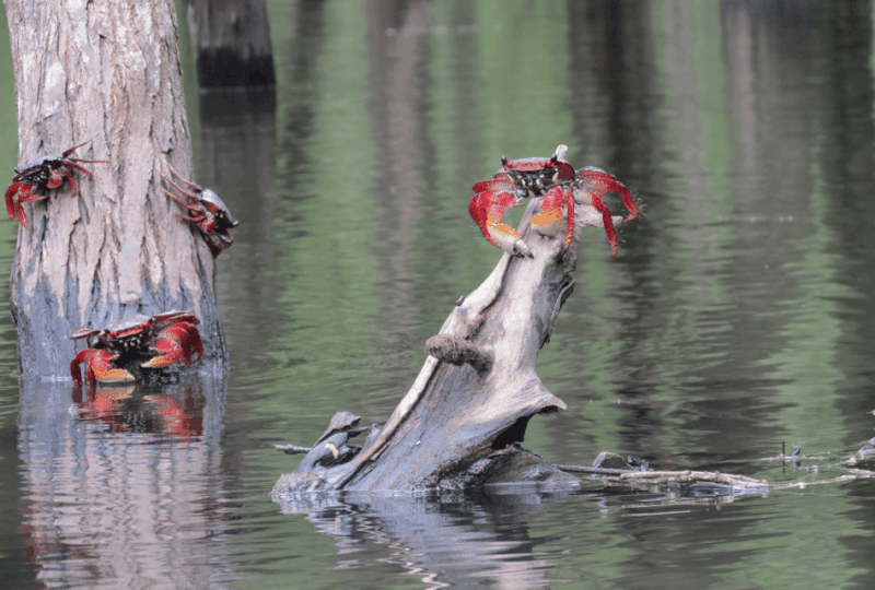 Paraty Bay: Half-Day Mangroves and Beaches Tour by Kayak - Swimming Ability Requirement