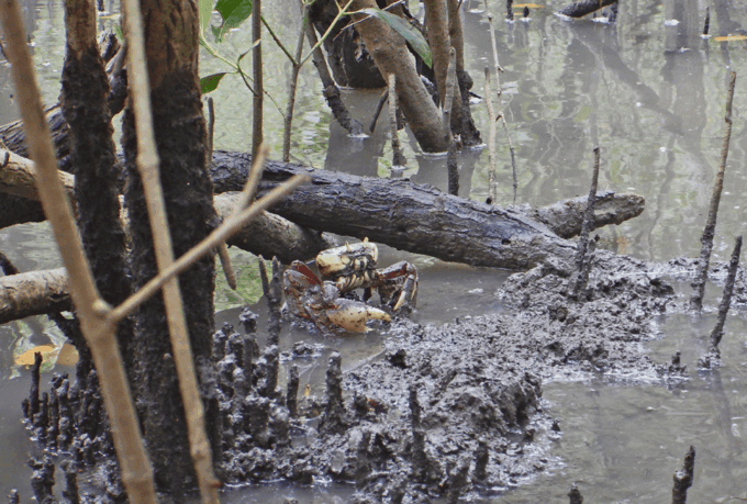 Paraty Bay: Half-Day Mangroves and Beaches Tour by Kayak - Frequently Asked Questions
