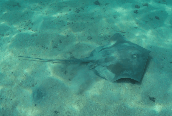 Paraty: Discovery Scuba Diving Experience for Beginners - What to Expect Underwater