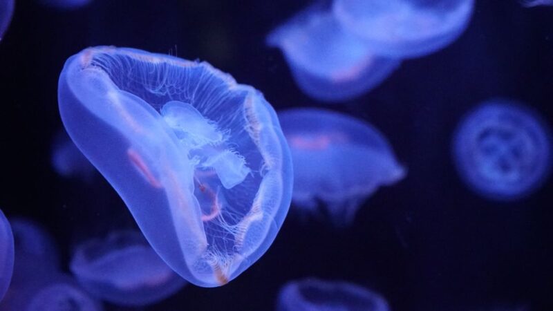 Paris: Aquarium De Paris Entrance Ticket - Scheduled Activities and Live Shows