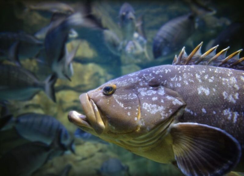 Paris: Aquarium Entry Ticket & Self-Guided Eiffel Tower Tour - Diverse Marine Life