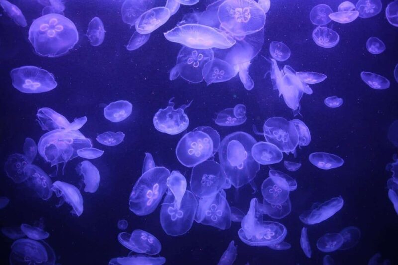 Paris: Aquarium Entry Ticket & Self-Guided Eiffel Tower Tour - Self-Guided Audio Tour