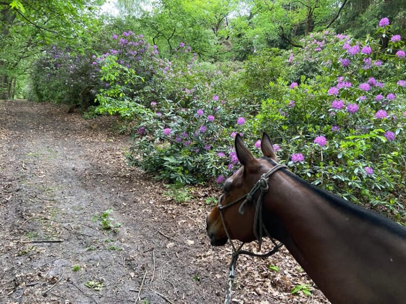 Paris: Aumont-en-Halatte Horseback Riding Tour - Itinerary Details