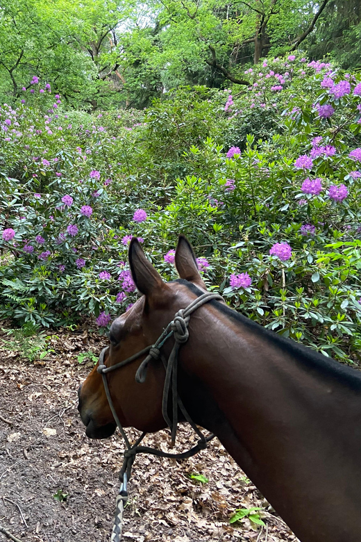 Paris: Aumont-en-Halatte Horseback Riding Tour - Meeting Point