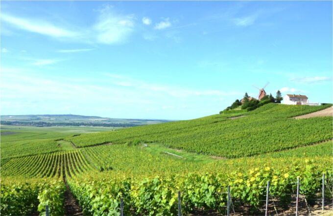 Paris: Private Day Trip to Champagne With 8 Tastings & Lunch - Return to Paris