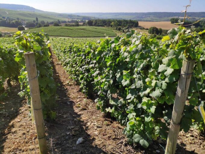 Paris: Private Epernay Trip With Champagne Vineyard Tastings - Frequently Asked Questions