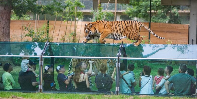 Paris: Thoiry Castle and Safari Park Private Tour - Key Points