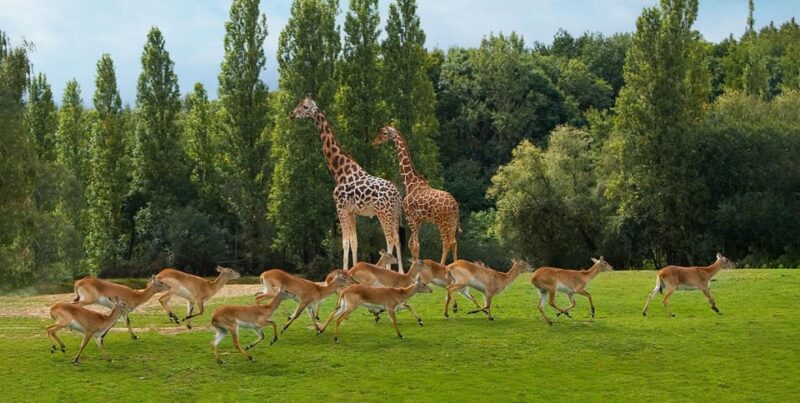 Paris: Thoiry Castle and Safari Park Private Tour - Safari Park Experience