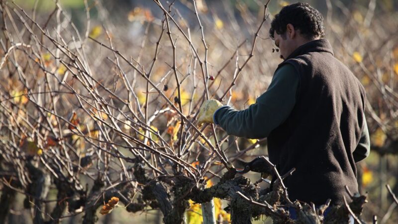 Paris: Two Reims Champagne Vineyards With Tastings and Lunch - Visiting the Champagne Vineyards