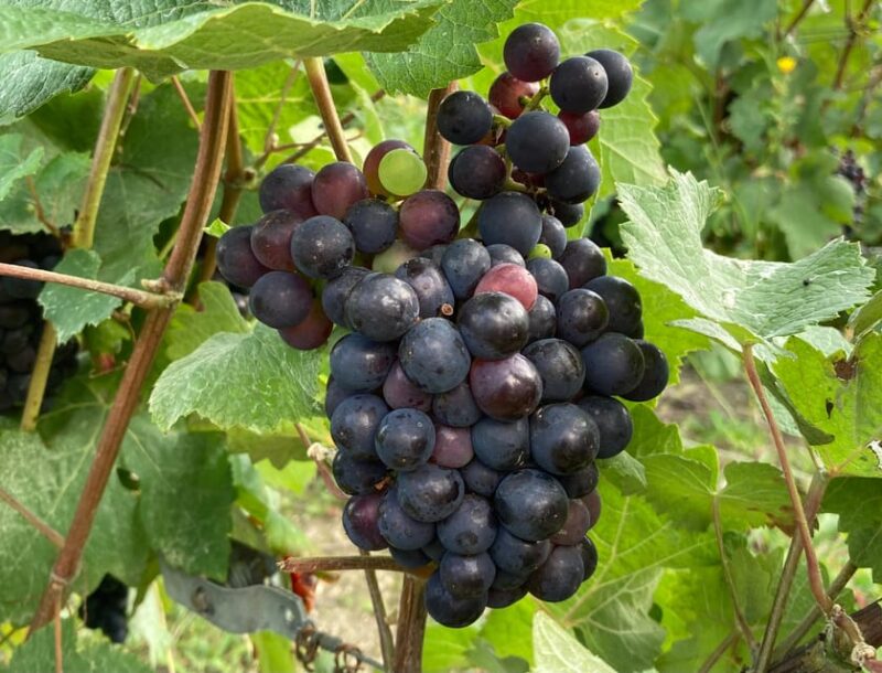 Paris Wine Day Tours All Inclusive Champagne Tour From Paris - Tour Experience