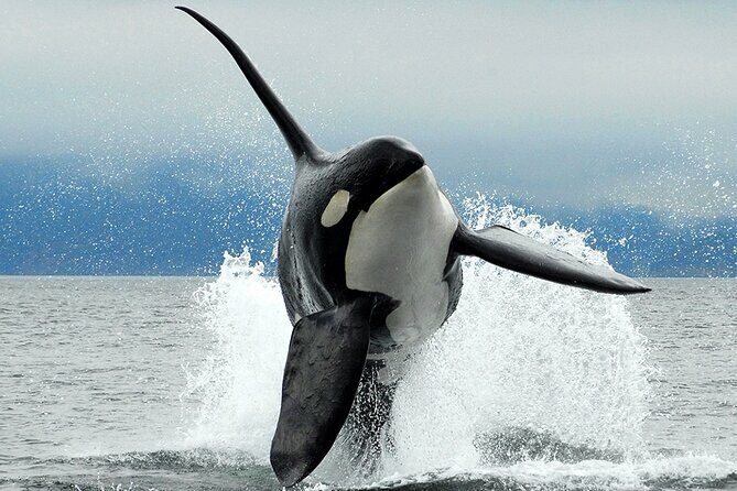 Parksville Half Day Whale and Wildlife Adventure - Introduction: Exploring Vancouver Island’s Marine Life