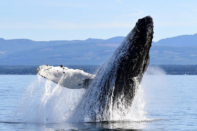 Parksville Half Day Whale and Wildlife Adventure - Why This Tour Stands Out