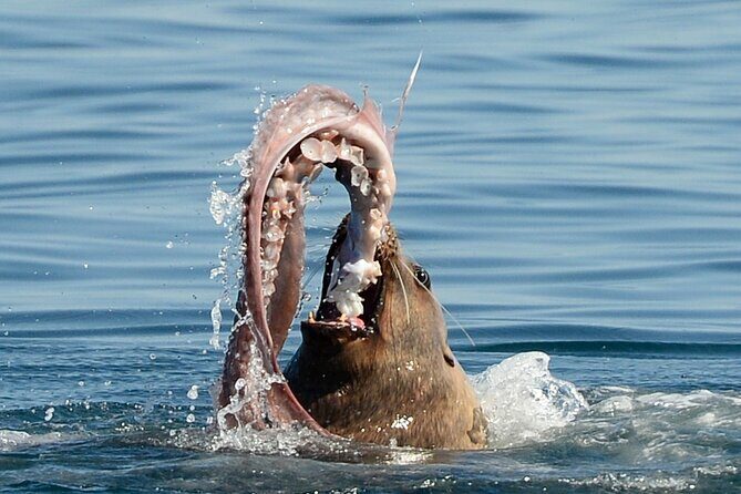 Parksville Half Day Whale and Wildlife Adventure - The Value of the Experience