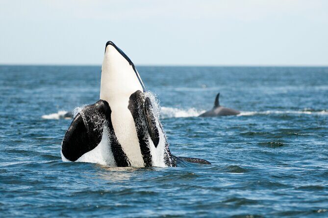 Parksville Half Day Whale and Wildlife Adventure - The Authentic Encounters: Insights from Travelers