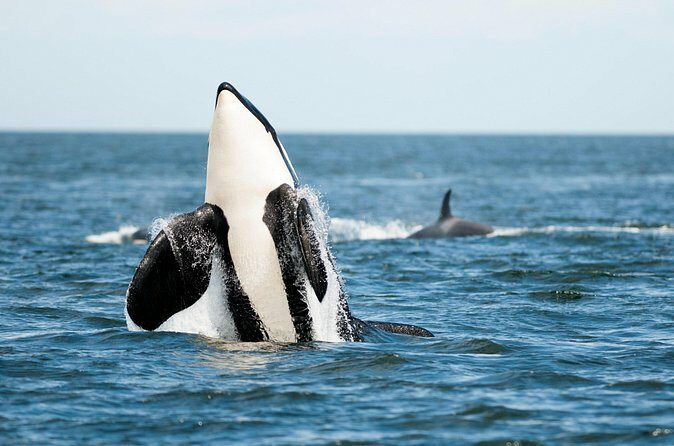 Parksville Half Day Whale and Wildlife Adventure - Practical Details: Booking, Safety, and Suitability