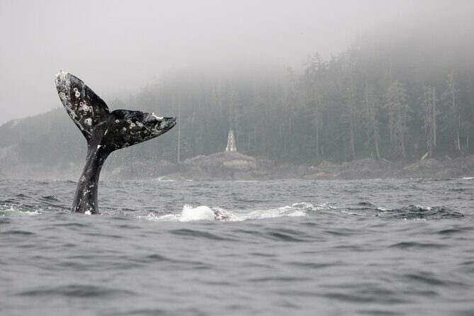 Parksville Half Day Whale and Wildlife Adventure - The Sum Up: Who Should Consider This Tour