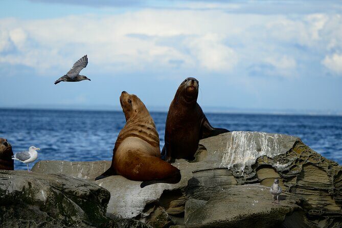Parksville Half Day Whale and Wildlife Adventure - FAQ