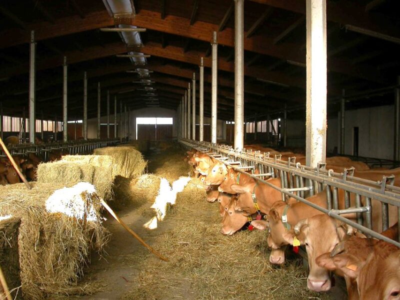 Parma: Parmigiano-Reggiano Cheese Tour - Tasting Experience