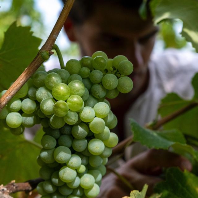 Parma: Winery Tour and Tasting - Itinerary and Highlights