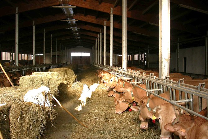 Parmigiano Reggiano Cheese Tasting Tour - Transportation and Accessibility