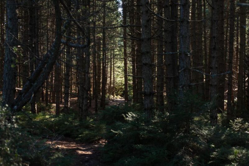Parnitha (Parnis) / Skipiza & Mola Loop - Hike Near Athens - Key Points