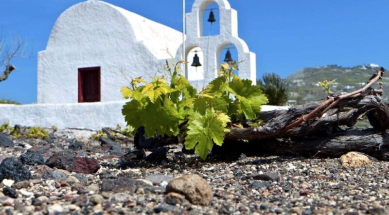 Paros Wine Tour and Tasting - Tasting Lineup