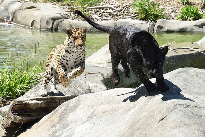 Parrot World Immersive Wildlife Park Entry Ticket Next to Paris - Picnic Area and Dining