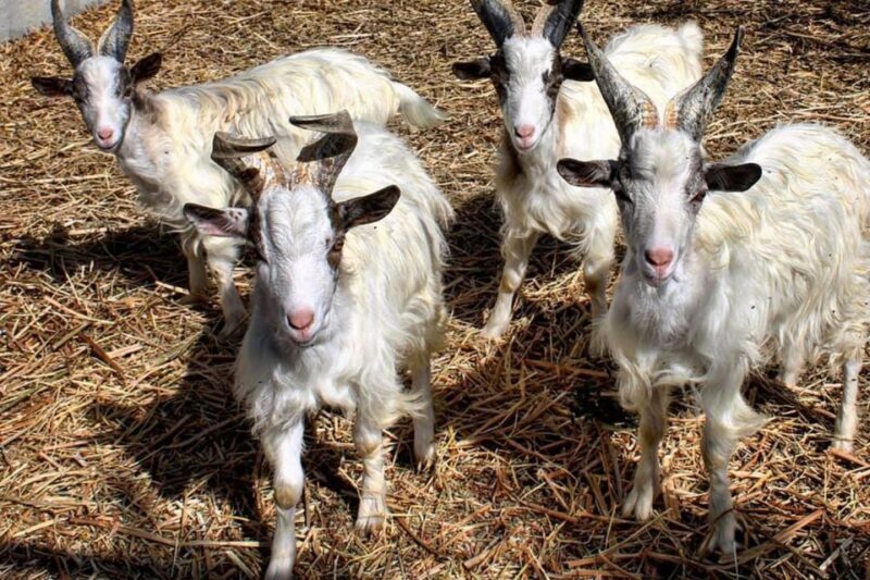 Partinico: Farms Animals and Aromatic Garden Experience - Tasting Sicilian Specialties