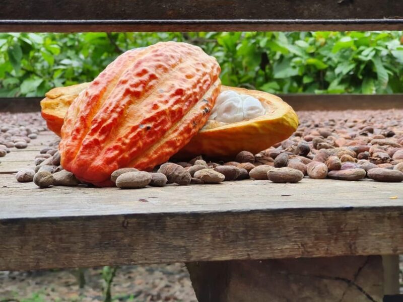 Paso Del Mango. Cacao Experience. - Detailed Itinerary